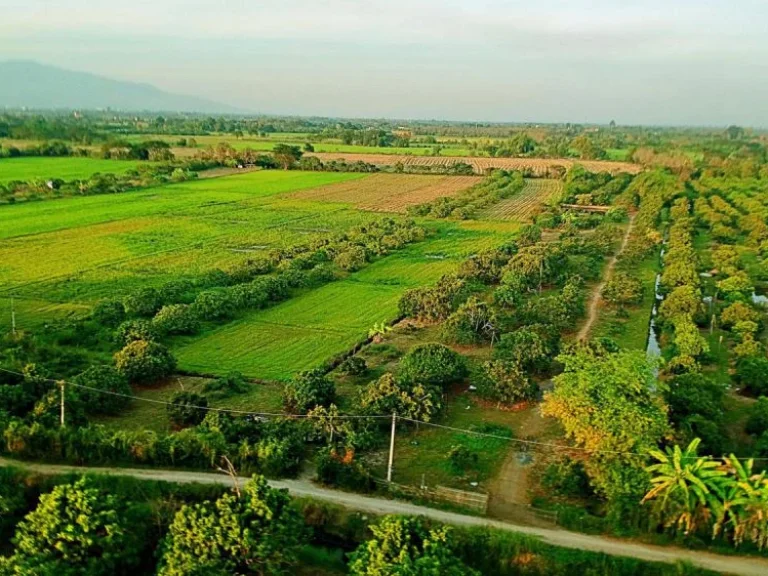 ขายที่ดินพร้อมสวนลำไย แม่กุ้งหลวง ตำบลทุ่งต้อม อำเภอสันป่าตอง เชียงใหม่