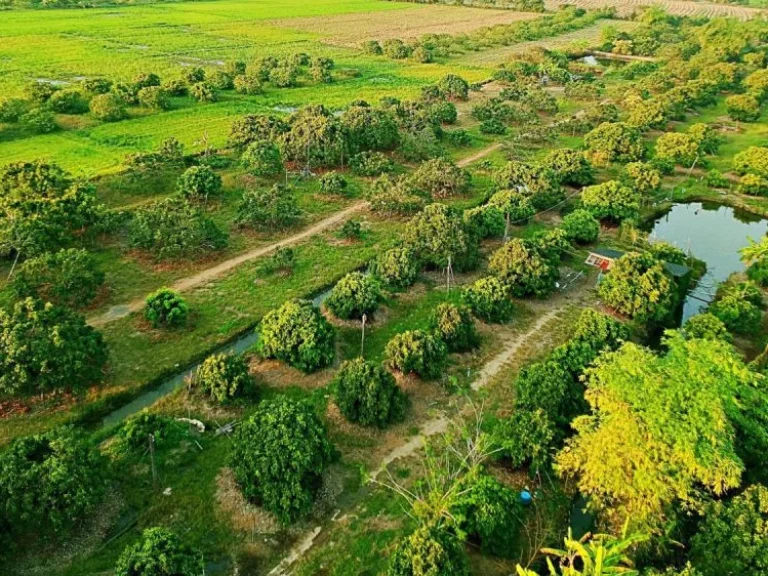 ขายที่ดินพร้อมสวนลำไย แม่กุ้งหลวง ตำบลทุ่งต้อม อำเภอสันป่าตอง เชียงใหม่