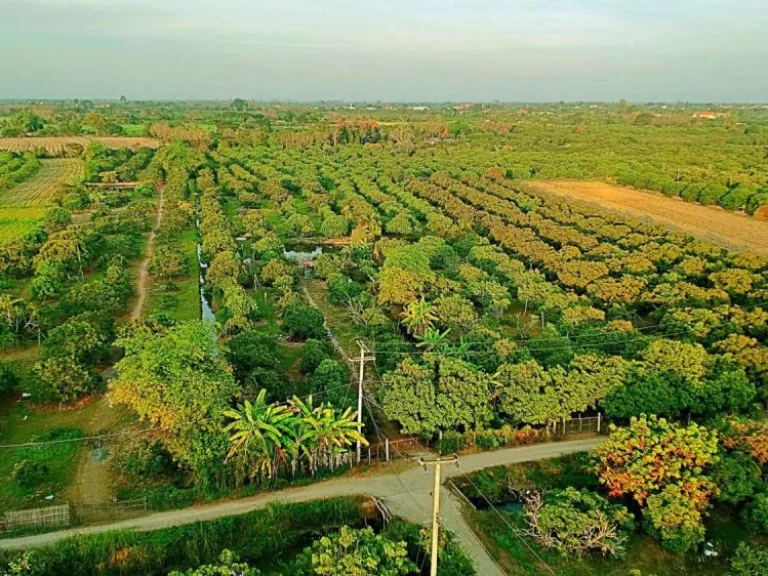 ขายที่ดินพร้อมสวนลำไย แม่กุ้งหลวง ตำบลทุ่งต้อม อำเภอสันป่าตอง เชียงใหม่