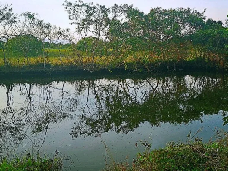 ขายที่ดินพร้อมสวนลำไย แม่กุ้งหลวง ตำบลทุ่งต้อม อำเภอสันป่าตอง เชียงใหม่