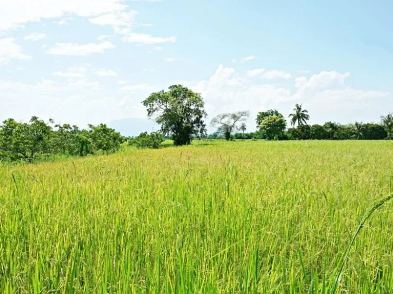 ขายที่นา ตำบลป่าบง อำเภอสารภี จังหวัดเชียงใหม่ ถนนสันกำแพงสายใหม่