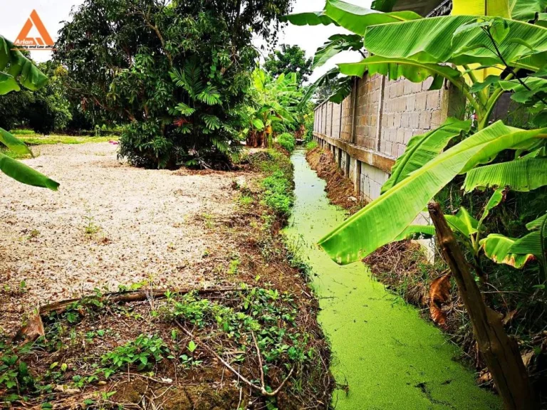 ขายที่ดิน บ้านกลาง ตำบลท่าวังตาล อำเภอสารภี จังหวัดเชียงใหม่