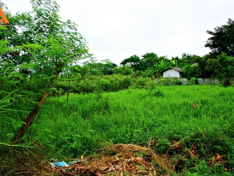 ขายที่ดิน บ้านสันเหนือ ตำบลสันกำแพง อำเภอสันกำแพง จังหวัดเชียงใหม่