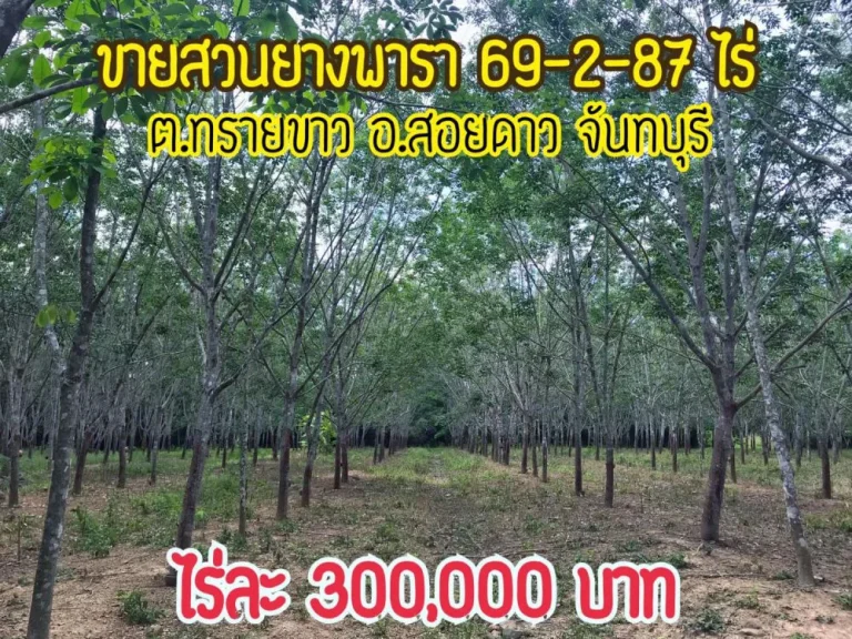 ขายสวนยางพารา 69-2-87ไร่ ตทรายขาว อสอยดาว จันทบุรี