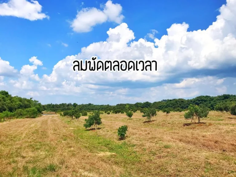 ขายสวนลำไย 23-3-10ไร่ ติดถจันฯ-สระแก้ว ตปะตง อสอยดาว จันทบุรี