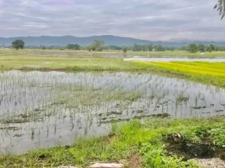 ขายที่นา อแม่ริม จเชียงใหม่