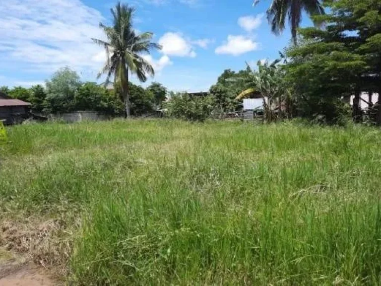 ขายที่ดิน บ้านหนองบัวบานเย็น ตำบลศรีสำราญ อคอนสวรรค์ จชัยภุูมิ