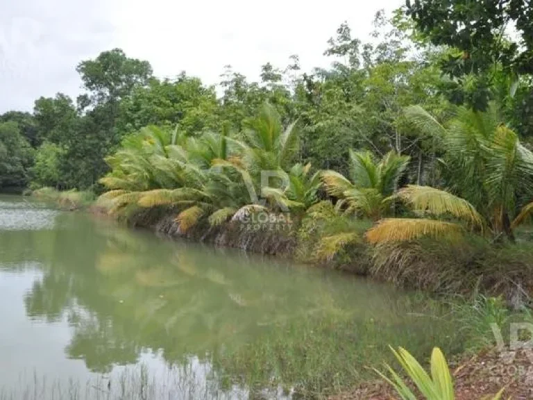 พร้อมขายที่ดิน สวนปาล์มน้ำมันขนาดใหญ่ ตช้างข้าม อนายายอาม จจันทบุรี 48-0-48 ไร่ 19248 ตรว