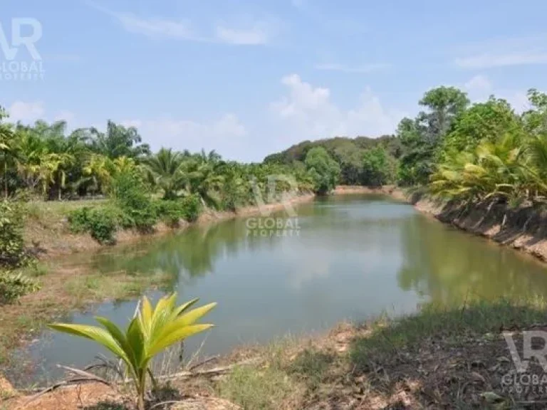 พร้อมขายที่ดิน สวนปาล์มน้ำมันขนาดใหญ่ ตช้างข้าม อนายายอาม จจันทบุรี 48-0-48 ไร่ 19248 ตรว