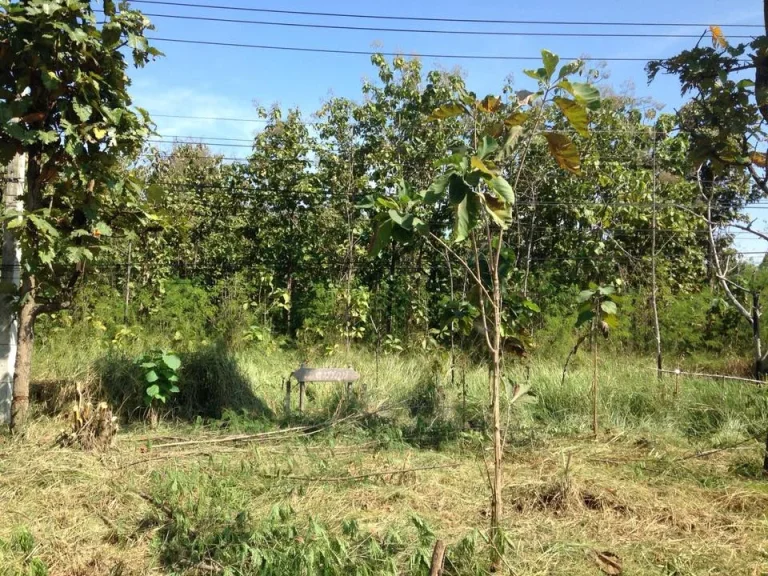 ขายด่วน ที่ดินติดถนนซุปเปอร์ เชียงใหม่ ลำปาง เจ้าของขายเอง