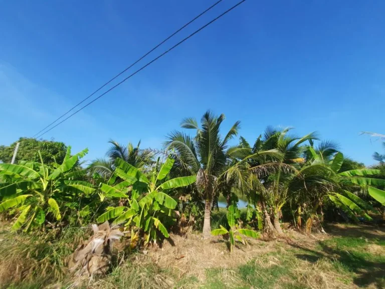 ขายที่ดิน 10 ไร่ ราคายกแปลง 5 ล้านบาท พื้นที่สวนมะพร้าวน้ำหอม บ่อเลี้ยงปลา จ ฉะเชิงเทราCHA-292