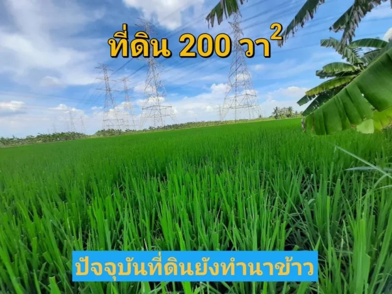 ขายที่ดินไทรน้อย 200 ตารางวา ซอยโรงเรียนบ้านคลองฝรั่ง เหมาะสร้างบ้านโกดัง ถนน บางกรวย-ไทรน้อ