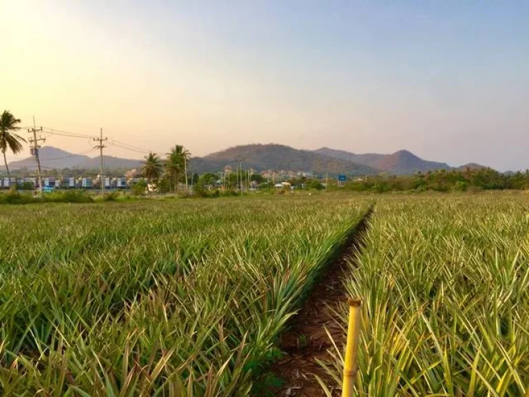 ที่ดินขาย ติดถนนติดเนินเขาเขตหัวหิน อำเภอปราณบุรี ประจวบคีรีขันธ์ 11ไร่ 43ตารางวา