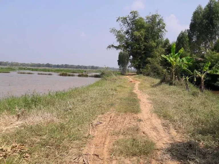 ขายด่วน ที่นา 15 ไร่ ติดห้วยกุดผักไร อจัตุรัส จชัยภูมิ