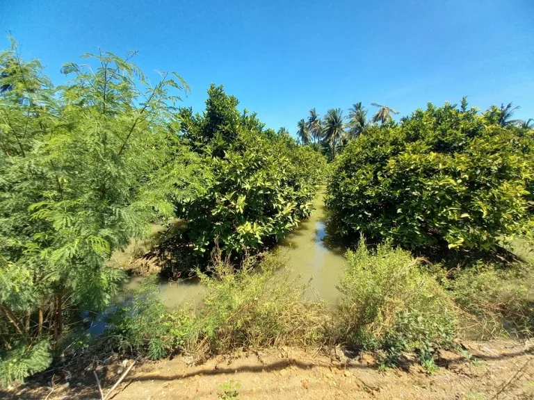 ขาย ที่ดินสวนชมพู่พันธ์ุทับทิมจันทน์ สามพราน นครปฐม