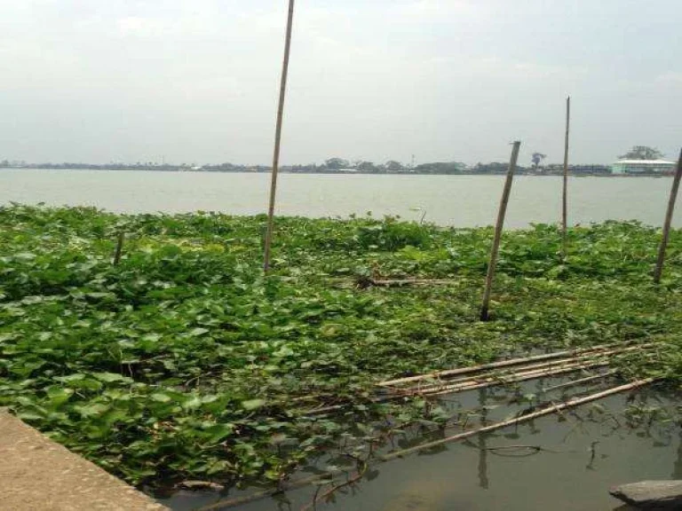 ขายที่ดิน 169 ตรว ริมแม่น้ำเจ้าพระยา วิวแม่น้ำ บ้านปทุม สามโคก ปทุมธานี