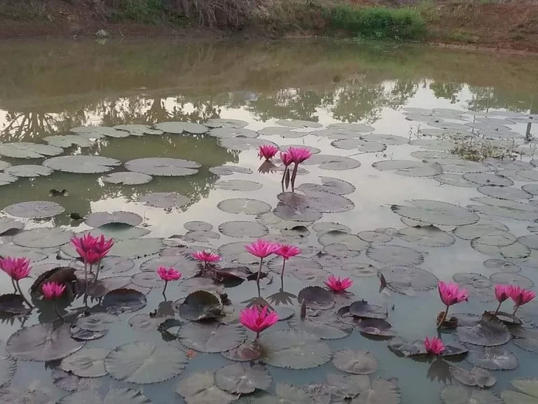 ขายที่ดิน 10 ไร่ พร้อมบ้านชั้นเดียว อำเภอไชยวาน จอุดร มีบ่อน้ำขนาดใหญ่ พร้อมสำหรับทำการเกษตร