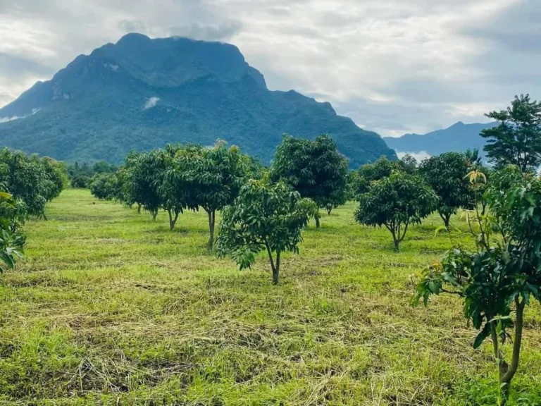 ขายที่ดินเชียงดาววิวดอยหลวงห่างตลาดสดเพียง 850 เมตร พร้อมโอน