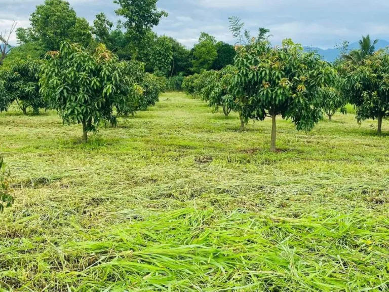 ขายที่ดินเชียงดาววิวดอยหลวงห่างตลาดสดเพียง 850 เมตร พร้อมโอน