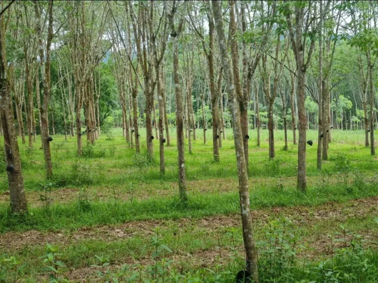 ขายที่ดินพร้อมสวนยาง จพัทลุง อกงหรา เจ้าของขายเอง