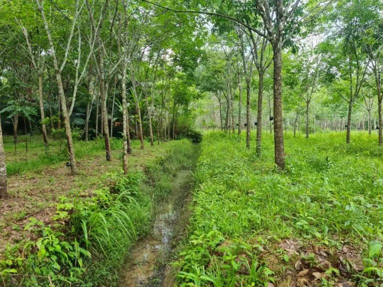 ขายที่ดินพร้อมสวนยาง จพัทลุง อกงหรา เจ้าของขายเอง