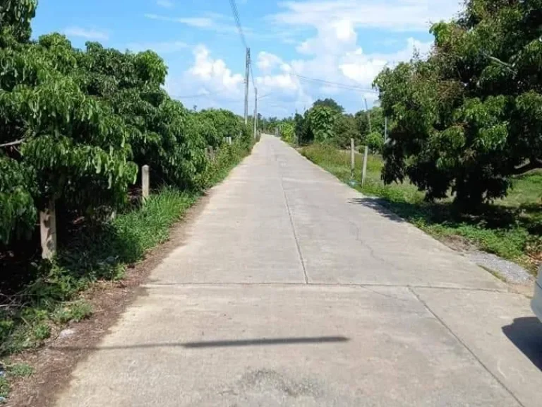 ขายสวนลำใยหางดงหนองตองติดถนนคอนกรีตพร้อมผลผลิต พร้อมโอน