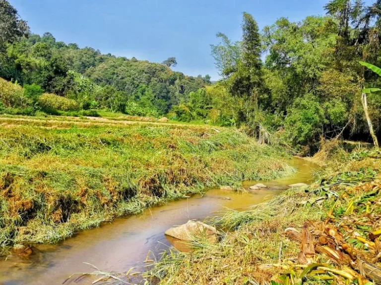 ขายที่ดินติดน้ำลำธารแม่แรม สายสวย วิวภูเขา แม่ริม เชียงใหม่ ทางขึ้นก่อนถึงม่อนแจ่ม 30นาที