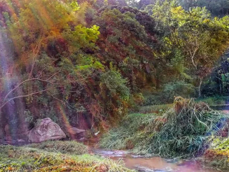 ขายที่ดินติดน้ำลำธารแม่แรม สายสวย วิวภูเขา แม่ริม เชียงใหม่ ทางขึ้นก่อนถึงม่อนแจ่ม 30นาที