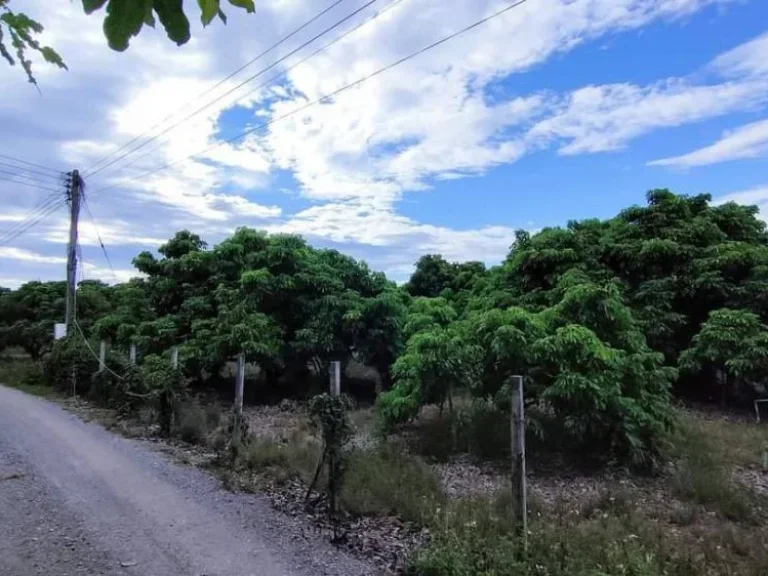 ขายสวนลำใยทุ่งต้อมพร้อมผลผลิตติดถนนคอนกรีตโฉนดพร้อมโอน