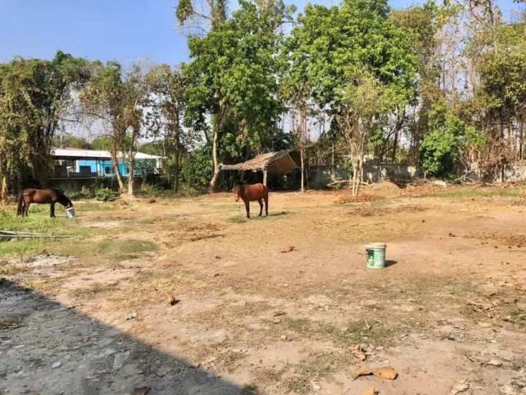 ขายที่ดินใกล้ถนนหลักโชตนา แปลงสี่เหลี่ยมสวย ผังเหลือง อแม่ริม เชียงใหม่