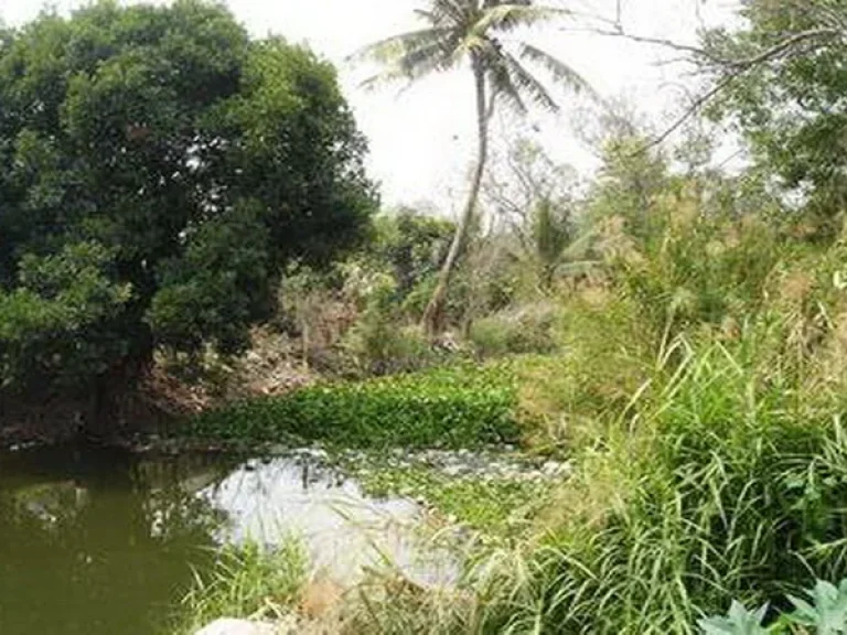 ขายที่ดิน สายไหม ซ6 ถนนพหลโยธิน 541 เขตสายไหม กรุงเทพมหานคร