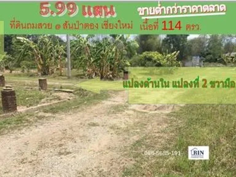 ขายที่ดินเชียงใหม่ 114 วา หลัง รรสันป่าตอง รพสันป่าตอง ใกล้วิทยาลัยเทคโนเชียงใหม่ 599 แสน แบล็ค