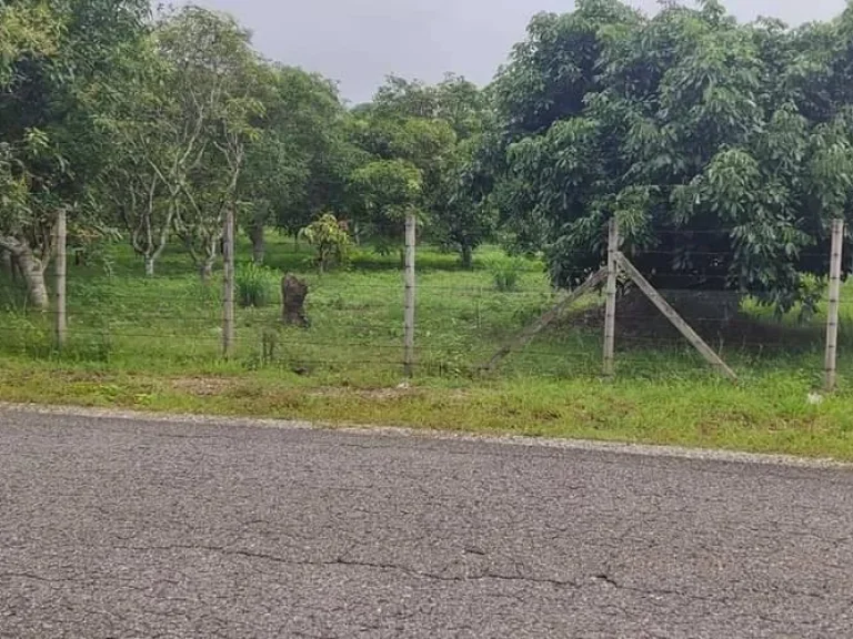 ขายที่ดินสันทรายป่าไผ่ถนนคอนกรีต โฉนดพร้อมโอน จัดสรรได้