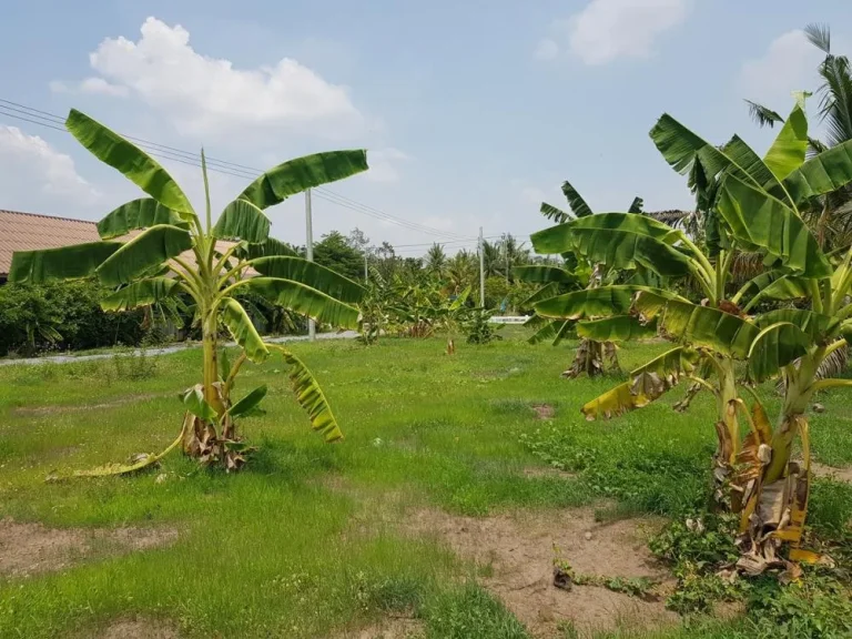 ขายที่ดินเปล่าในโครงการจัดสรร 100 ตรว อไทรน้อย จนนทบุรี