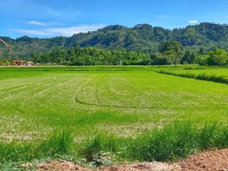 ขายที่ดินทำเลบ้านพักต่างจังหวัด ตเขาพระ จนครนายก ทิวเขารอบตัว 360 องศา