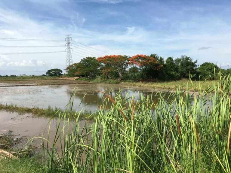 ขายที่ดินแปลงสวย ติดถนนดำ ติดคลองชลประทาน ขนาดที่ดิน 7 ไร่ 3 งาน 79 ตรว