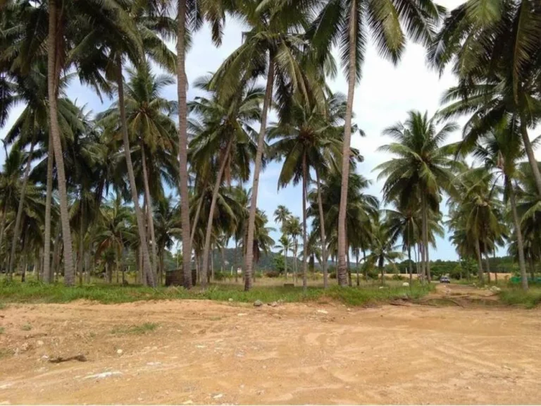 ขายที่ดิน 4 ไร่ ติดทะเลหาดสวย วิวเขาที่ถมแล้ว อำเภอหลังสวน จังหวัดชุมพร