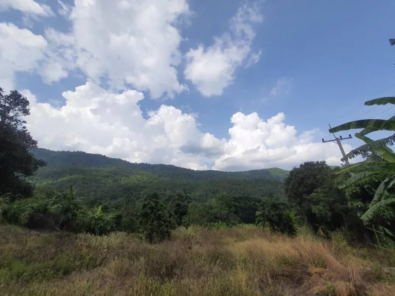 ขายที่ดินบ้านปงหางดง เน้นวิวเนินดอย ใกล้วิวภูเขาโฉนดพร้อมโอนราคาถูก