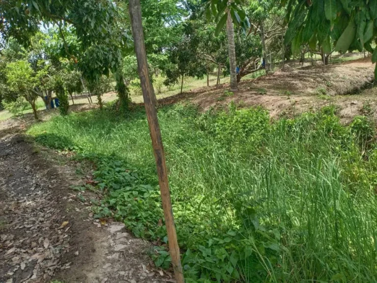 ขายสวนลำใยติดถนนบ้านกลางสันป่าตองพร้อมโฉนดพร้อมโอนผลิตบ่อน้ำิ