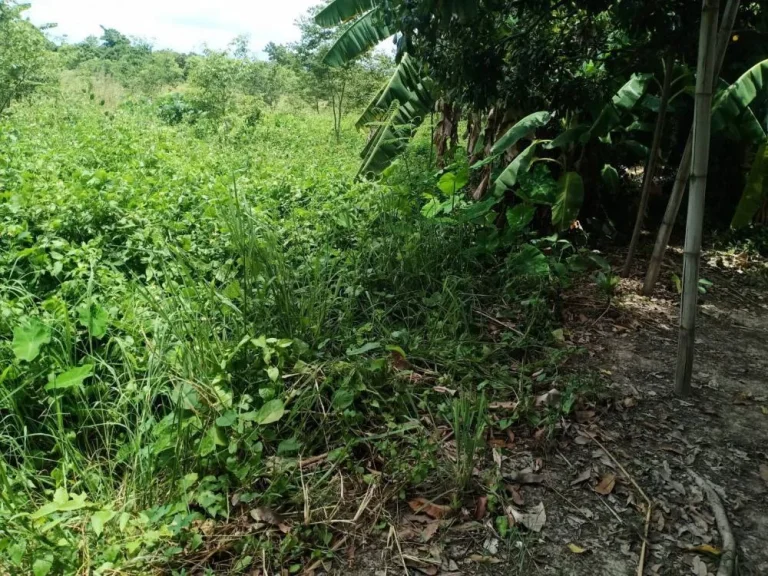 ขายสวนลำใยติดถนนบ้านกลางสันป่าตองพร้อมโฉนดพร้อมโอนผลิตบ่อน้ำิ