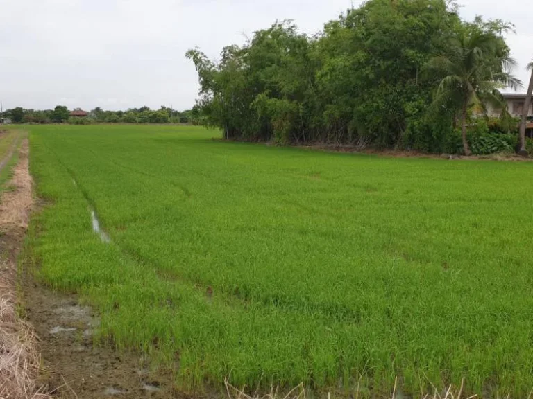 ที่ดินสวยๆทำเลดีติดถนนใหญ่แบ่งล็อค อยู่ข้าง อบตหนองเพรางาย จนนทบุรี