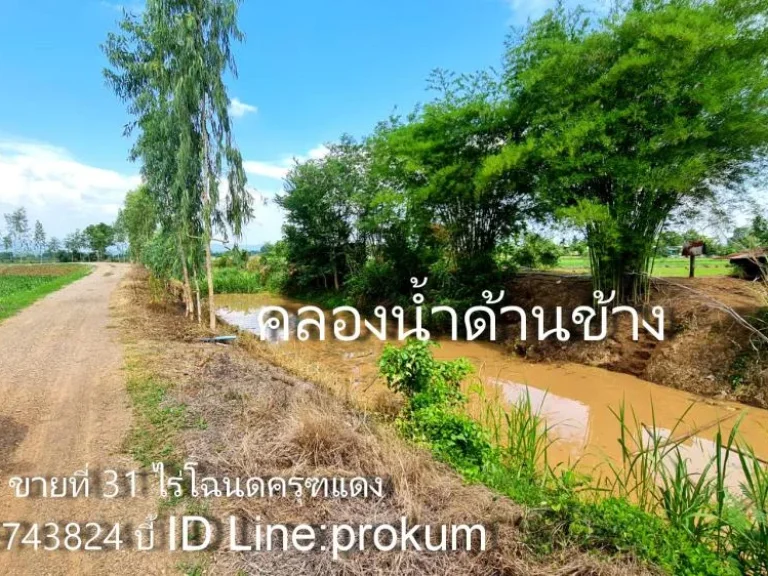 ขายที่ดิน 31 ไร่ๆละ 120000 บาทโฉนดครุฑแดง ติดคลองน้ำ