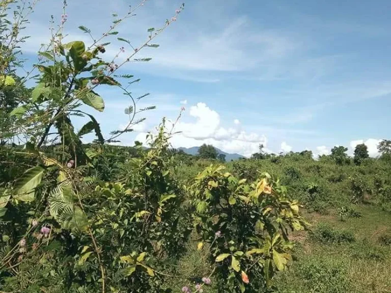 ที่ดินแปลงใหญ่ โฉนด เนิน วิวสวย ราคาถูก อุตรดิตถ์