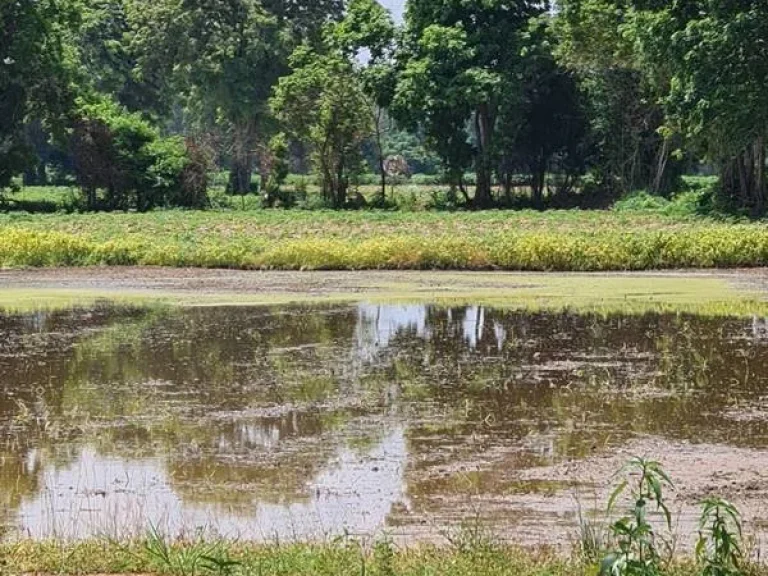 ขายที่ดินโฉนด จังหวัดพิจิตร อโพทะเล ตท่าขมิ้น 8 ไร่