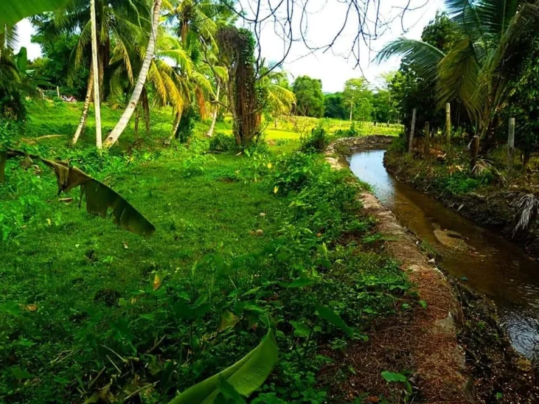 ขายที่ดินจอมทองบ้านหลวงติดแม่น้ำ ใกล้เมือง เหมาะกับต่อยอด ราคาถูก