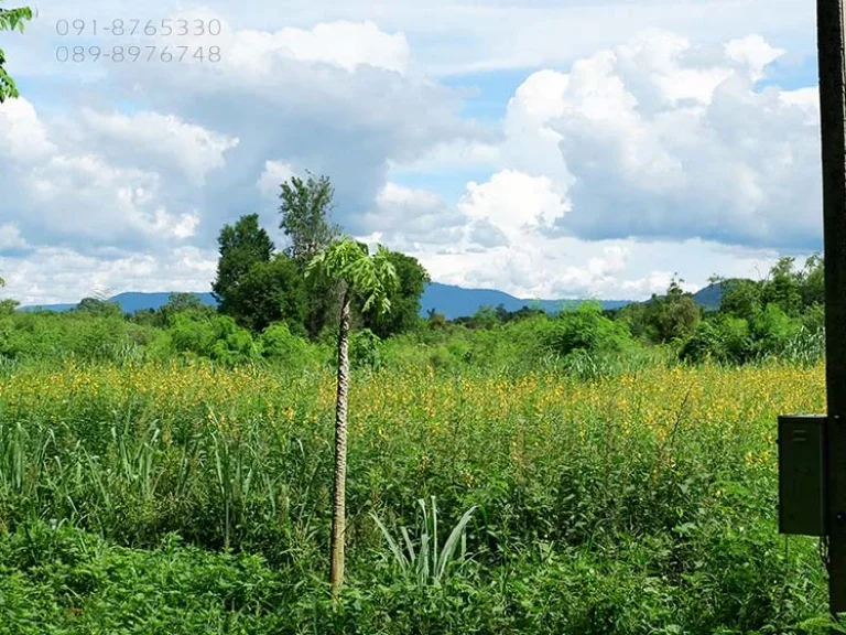 ขายที่ดิน เขาใหญ่ 151ตรว กับ 175ตรว ติดกัน วิวเขาใหญ่ ทำเลดี ใกล้ถนนธนะรัชต์ เหมาะปลูกบ้านพักตากอากาศ ขายราคาถูกๆ