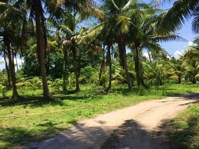 ขายที่ดิน 1 ไร่ ใกล้ทะเลแม่รำพึง อบางสะพาน จ ประจวบคีรีขันธ์