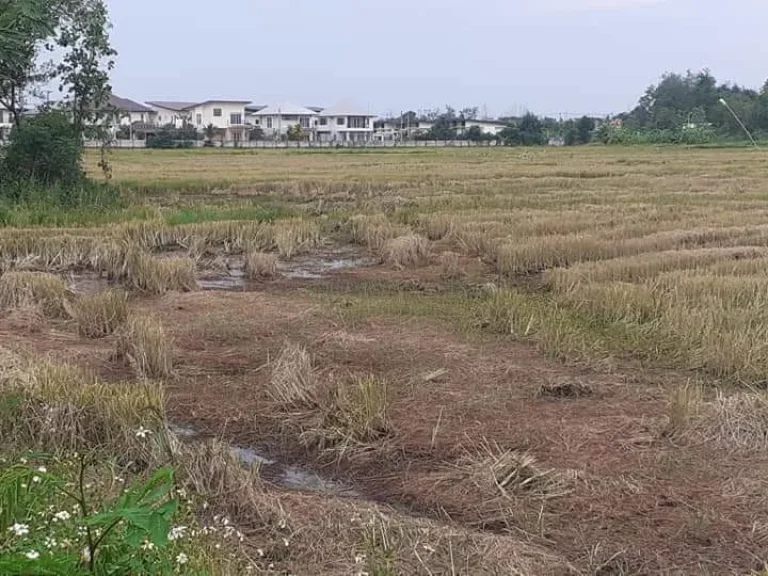 ขายที่นาต้นเปา สันกำแพง ติดถนนสองด้าน ราคาน่าลงทุน