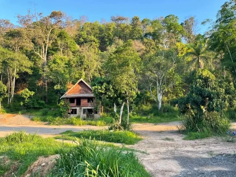 ขายที่ดินป่าเมี่ยง ดอยสะเก็ต ติดถนนสายหลัก ทำเลทอง ราคาน่าลงทุน