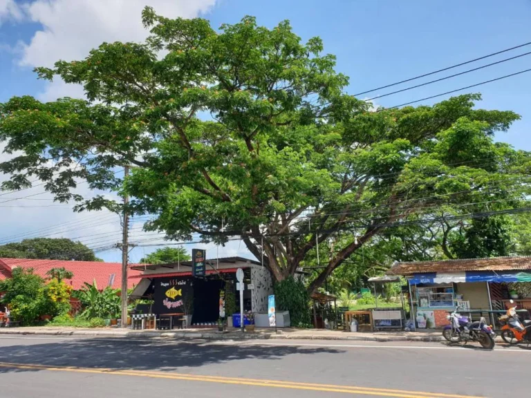 ขายที่ดิน ผืนสวย ใกล้ชายหาด อุดมด้วยต้นไม้ใหญ่ สวยมาก จระยอง